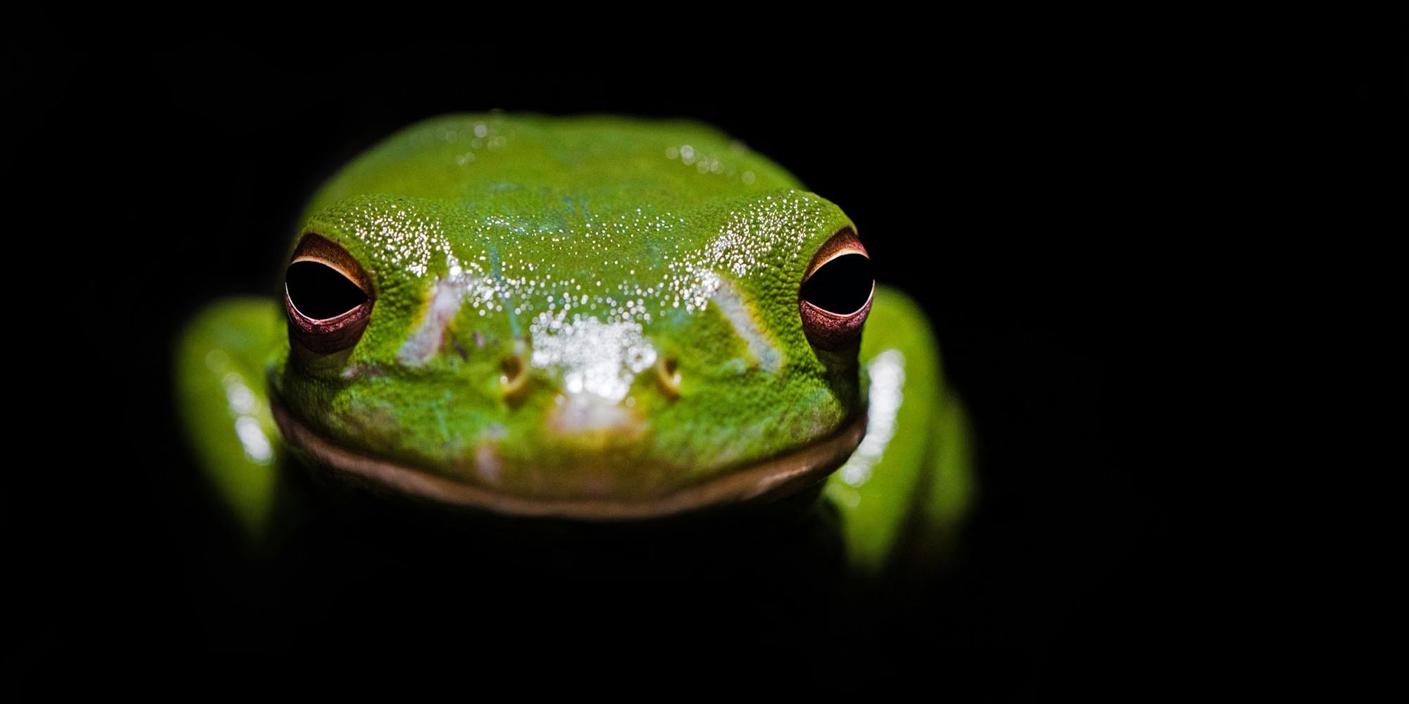 bullfrog-kollektion-wohneinmal-living